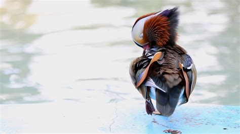 The Wood Duck Is The Most Colorful North American Waterfowl Species Of