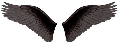 Wings PNG