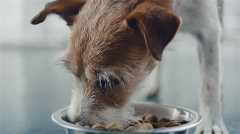 Our dog food brand reviews should be able to help you choose the right option for your furry. Buy A Bag, Give a Meal™ - All Year Long at PetSmart