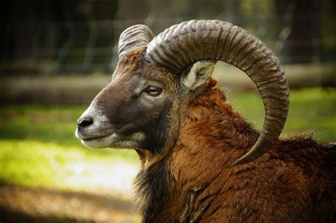 Mufflon Wildschaf Schaf Hörner Kostenloses Stock Bild Public Domain