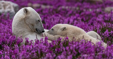 Photographer Of The Year Documents How Polar Bears Spend Summer When