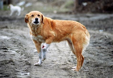 Stray Dog In Romania Veterinarians Gisborne Gisborne Veterinary Clinic