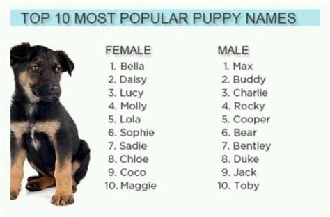 Original names for female cats. Pin by Kimberly Renee on For our furry family | Dog names ...