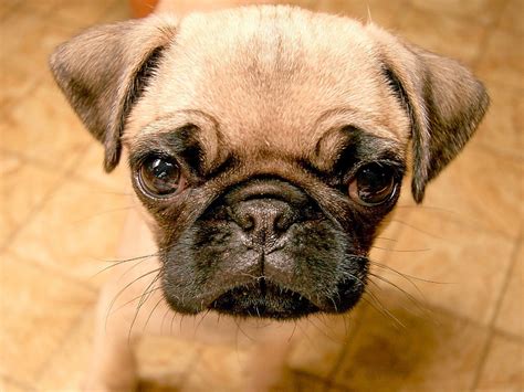 Cute Puppy Dogs Cute Pug Puppies