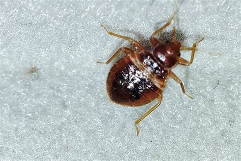 What Can Be Mistaken For Bed Bug Bites Bed Bug Specialist