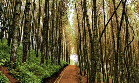 5 Hutan Pinus Di Jogja Yang Cantik And Menyejukkan Desember 2021 Wisataku