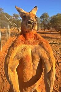 Kangaroo Muscle Roger A Muscular Kangaroo That Is