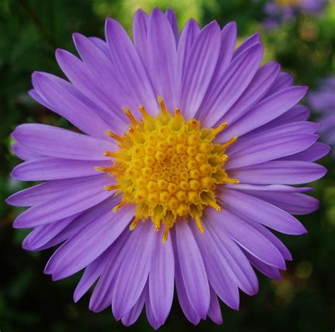 All 99 Images Light Purple Flower With Yellow Center Superb