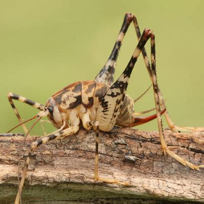 Spider or camel crickets are small insects that get in your house when it becomes cold outside. Cave Cricket Control in NJ