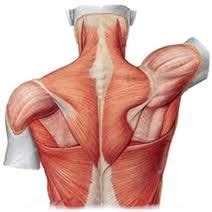 Specific therapy to the muscles can be done using pressure. 58 Best Shoulder Anatomy images | Shoulder anatomy ...