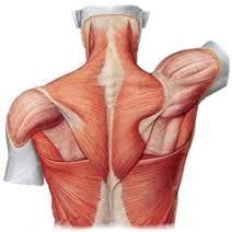 The shoulder muscles are responsible for maintaining the widest range of motiontrusted source of any joint in your body. 58 Best Shoulder Anatomy images | Shoulder anatomy, Anatomy, Shoulder