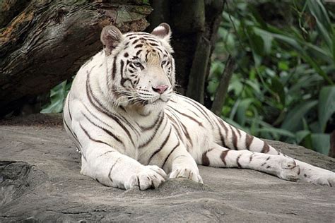 Нападение белого тигра / white tiger attack. Spirit of White Tiger | Animal Spirit & Medicine