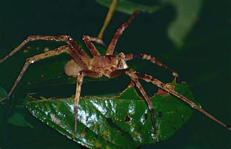 Brazilian Wandering Spider Phoneutria Bite Attacks And Other Facts