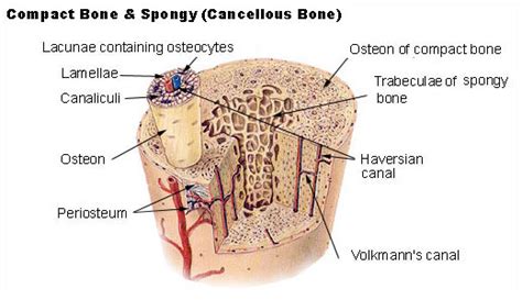 Compact bone, dense bone in which the bony matrix is solidly filled with organic ground compact bones make up 80 percent of the human skeleton; Bone Structure
