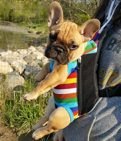 See more ideas about bulldog clothes, dog raincoat, french bulldog clothes. The 25+ best Funny french bulldogs ideas on Pinterest ...
