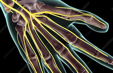 The Nerves Of The Hand Stock Image F Science Photo Library