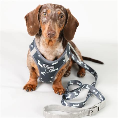Grey Step In Dachshund Dog Harness Dachshund Harness Harness Etsy