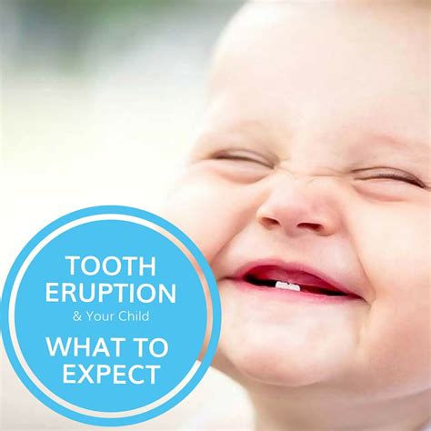 Tooth Eruption And Your Child What To Expect Potomac Pediatric Dentistry