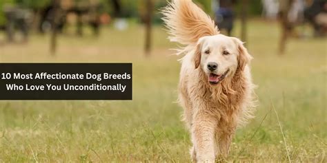 10 Most Affectionate Dog Breeds Who Love You Unconditionally