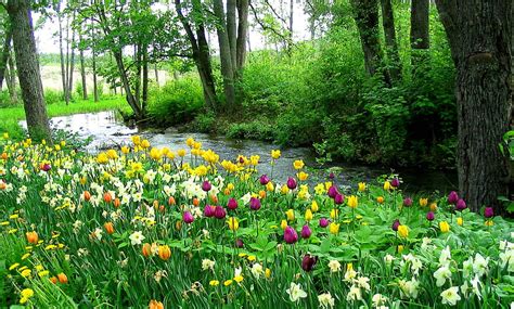 River And Flowers Flowers Nature Forests Rivers Hd Wallpaper Peakpx