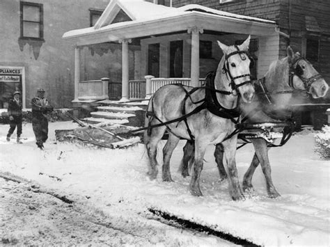 This 1950 Photo Shows The Last Horse Drawn Plow In Use As Its Shovels