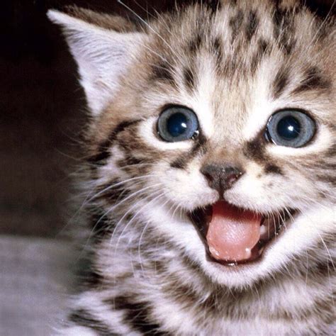 Pets N More 35 Smiling Animals That Will Instantly Make You Smile
