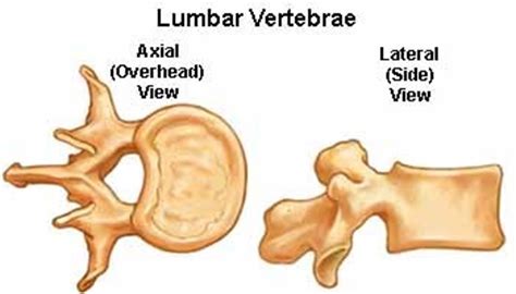 Mostly because i'm already familiar. Lumbar Spine, Sacrum, and Coccyx