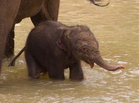 Asian Elephant Makes A Splash At Melbourne Zoo Zooborns