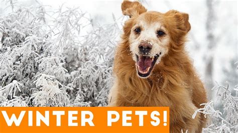 Funniest Winter Pet Video Compilation December 2017 Funny Pet Videos