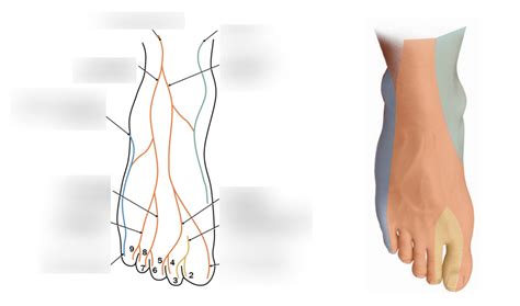 Cutaneous Innervation Of The Dorsal Foot Diagram Quizlet