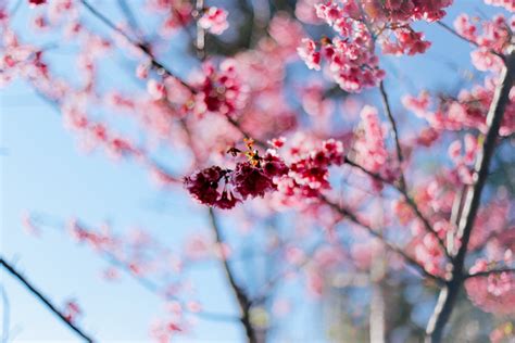 무료 이미지 분기 식물 꽃잎 식품 봄 생기게 하다 시즌 벚꽃 3648x2432 129161 무료