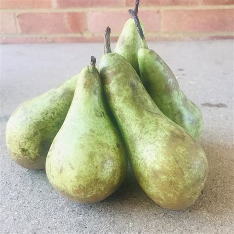 Pears Angmering Village Greens