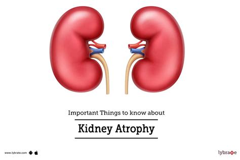 Important Things To Know About Kidney Atrophy By Dr Garima Lybrate