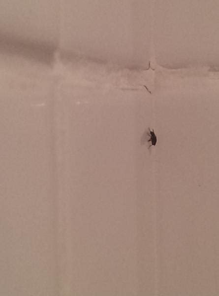 Flies In The Bathroom Yourartplan