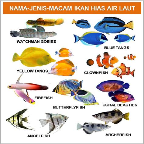 Lalu bagaimana membedakan ikan jantan dan ikan betina, kamu tinggal perhatikan saja bentuk tubuhnya. Nama-Nama Ikan Hias Air Tawar, Air Laut, Air Payau ...