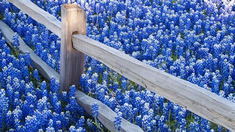 Nature Texas Bluebonnets Hd Wallpaper