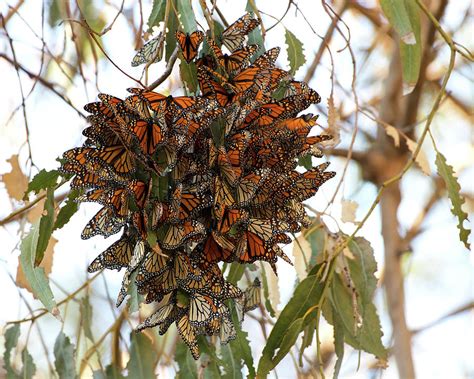 Cluster Of Monarch Butterflies Photograph By Sheila Fitzgerald Fine