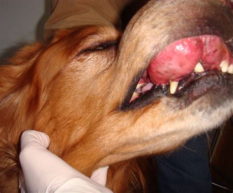 Canine Mouth Cancer