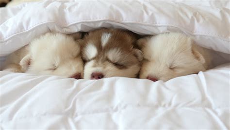 Two Siberian Husky Puppies Sleeping On White Bed Under White Blanket