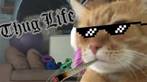 Real Life Thug Cats This Is Hilarious Youtube