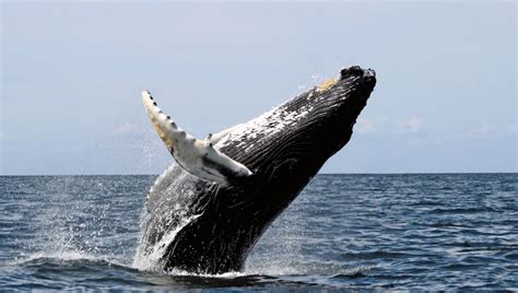 127 Curiosidades De Las Ballenas ¡el Animal Mas Grande