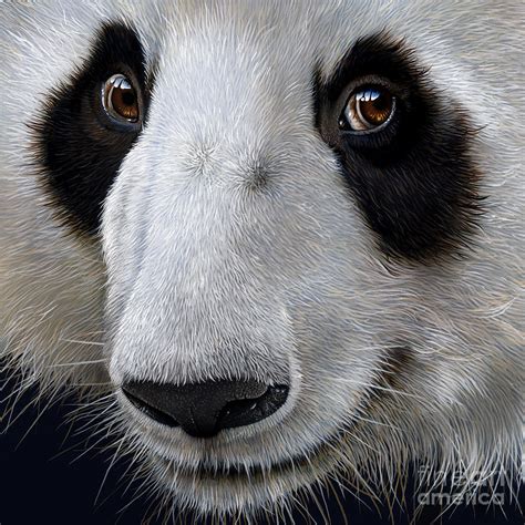 Panda Bear Painting By Jurek Zamoyski