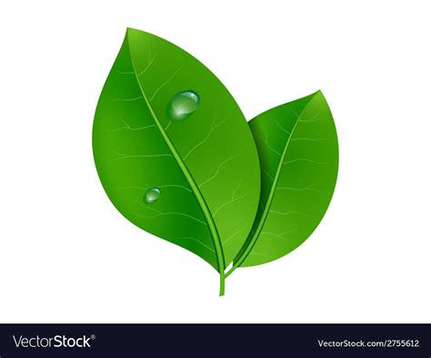 Leaves Royalty Free Vector Image Vectorstock