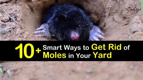 10 Smart Ways To Get Rid Of Moles In Your Yard