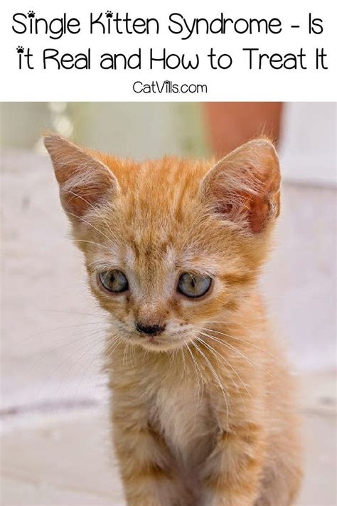 Single Kitten Syndrome - Is it Real and How Do You Treat It? | Kitten