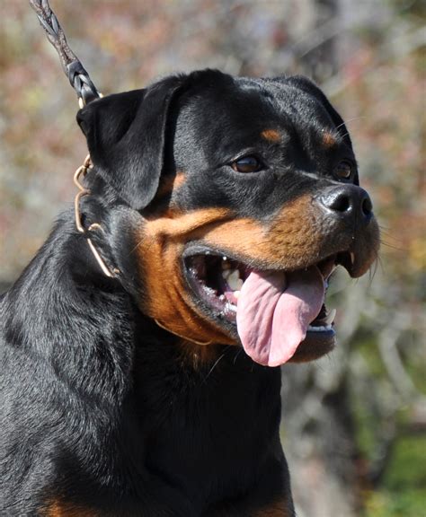 Roxy Gallery Rottweiler Female Rottweiler Puppies