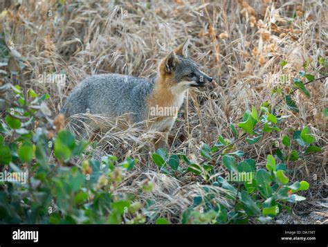 Island Fox Urocyon Littoralis Wild Santa Cruz Island Channel Islands