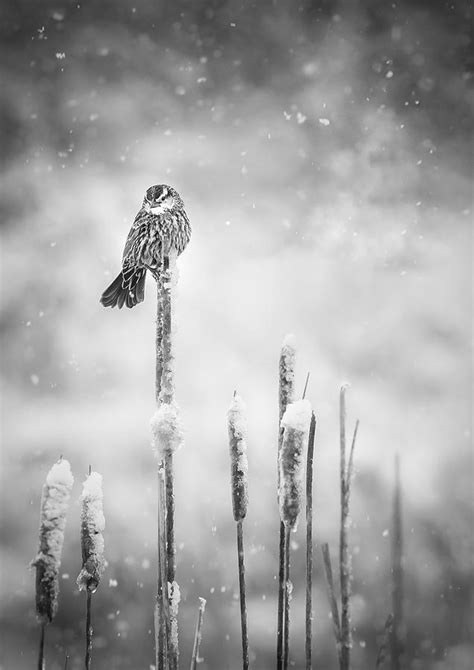 In An Unexpected Snowing Photograph By Li Jian Fine Art America