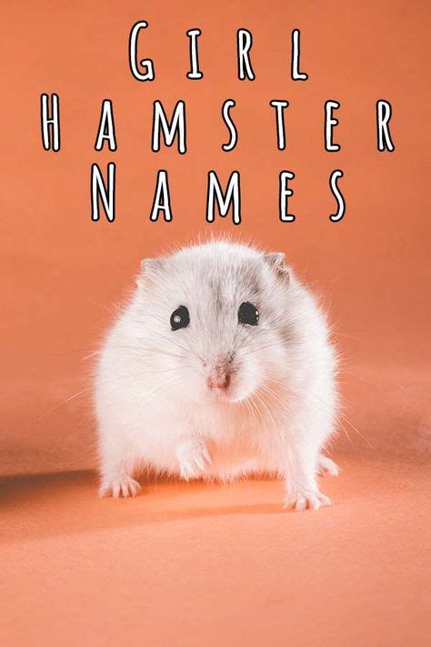 7 Best Cute Hamster Names Ideas Hamster Names Cute Hamster Names