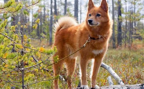 Traveling to finland with your dog (or cat) is no longer the hassle it once was. Finnish Spitz - Dog Breed Information and Images - K9 ...